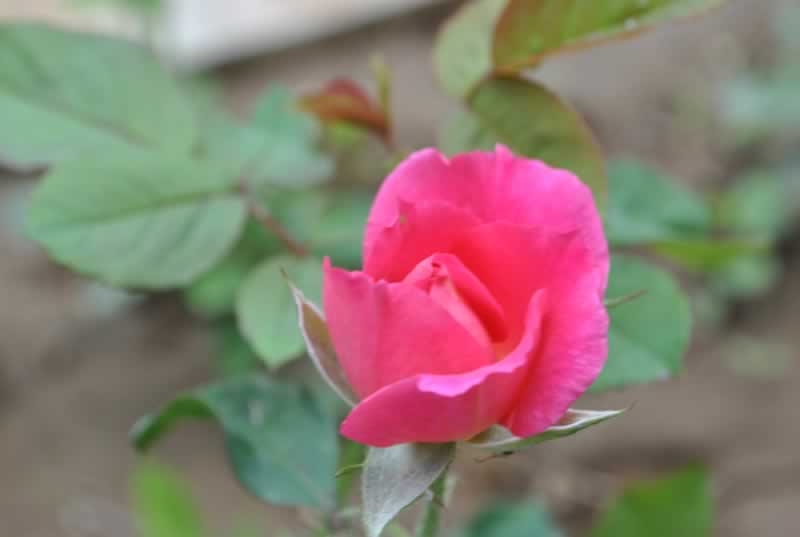 ����һ֧������ ��Ӱ�L���^(q��)���[����